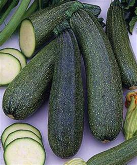 Courgette 'Diamant' F:1 hybrid