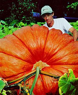 Pumpor 'Atlantic Gigant'