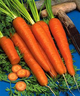 Sommarmorötter 'Nantes' halvlång