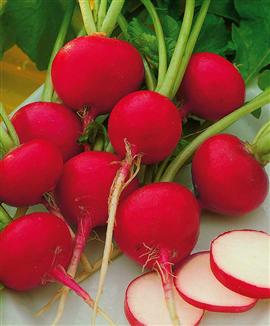 Rädisor 'Riesenbutter'