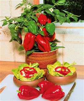 Krukpaprika  'Redskin' F:1 hybrid