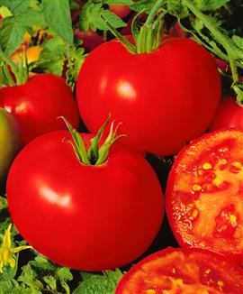 Tomat 'Shirley' F:1 hybrid