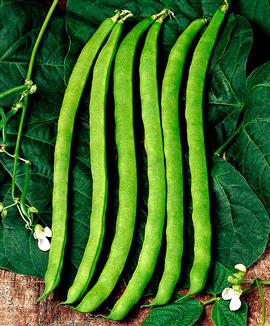 Vaxböna 'Neckarkönigin'