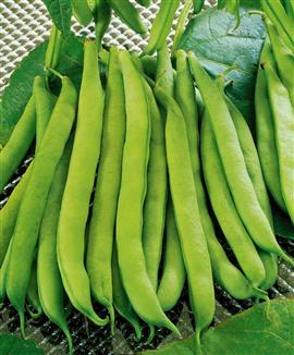 Salladsbönor 'Saxa'