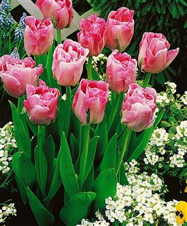 Tulpaner 'Angélique'