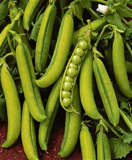 Ärtor 'Bountiful'