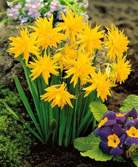 Mini-narcisser 'Rip van Winkle'