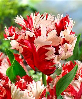 Tulpaner 'Estella Rijnveld'