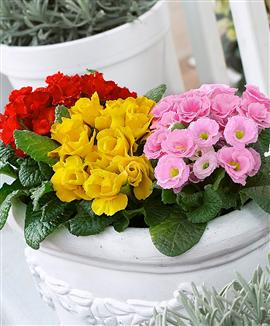 Dubbelblommig Primula Mix