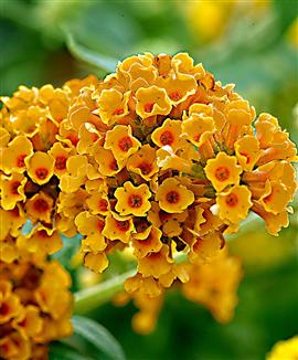 Syrenbuddleja 'Sungold'