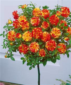 Kollektion med stamrosor