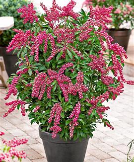 Japansk buskrosling 'Passion'®