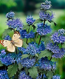 Skäggbuske 'Heavenly Blue'