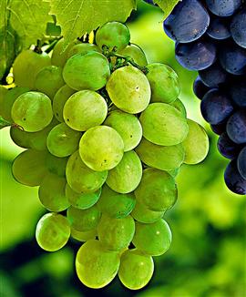 Vindruvor 'Palatina'