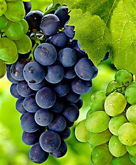 Vindruvor 'Muscat Blue'