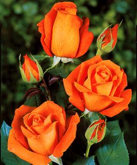 Storblomstrande ros 'Super Star'