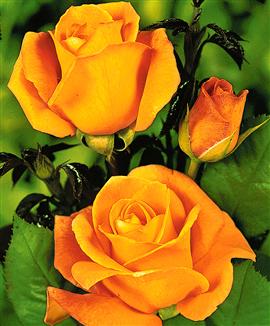 Storblomstrande ros 'Whisky'