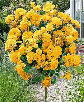 Stamros 'Arthur Bell'