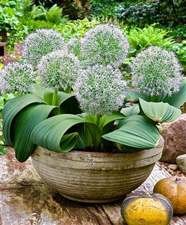 Boll-lök 'Ivory Queen'®