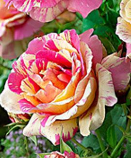 Kollektion med storblomstrande rosor