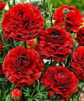 Ranunkel 'Pauline Chocolate'