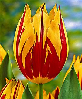 Tulpaner 'Mickey Mouse'