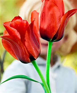 Tulpaner 'Casa Grande'