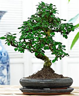 Bonsai 'Carmona'