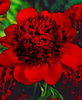 Pion 'Red Charm'