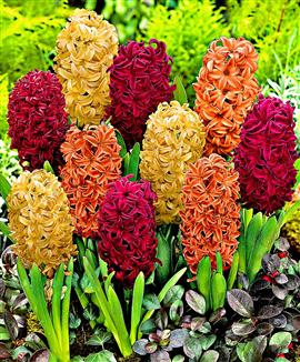 Hyacinter 'Tricolor' Mix