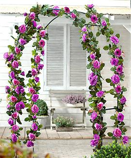 Rosor 'Indigoletta' inklusive rosenbåge av metall