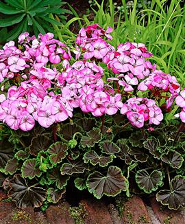 Pelargonia 'Black Velvet Rose Hybrid'