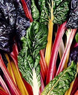 Mangold 'Bright Lights Mix'