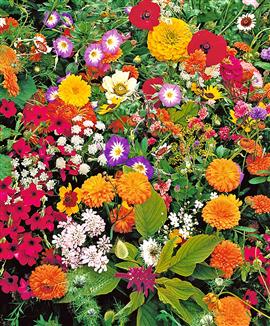 Gräsmattans blommor Mix