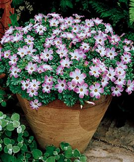 Terrass- eller inomhusros