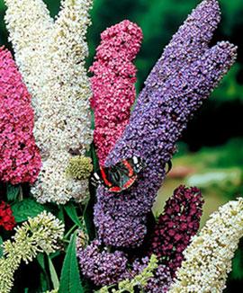 Syrenbuddleja 'Emper Blue'