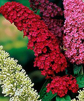 Syrenbuddleja 'Royal Red'