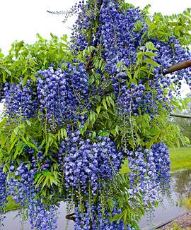 Japanskt blåregn 'Black Dragon'