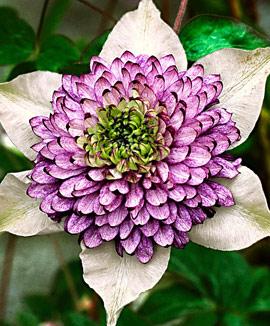 Klematis 'Viennetta'