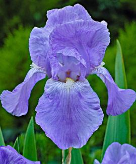 Skäggiris 'Jane Phillips'