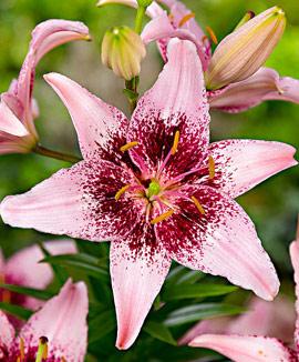 Asiatisk Tangolilja 'Dot Com'®