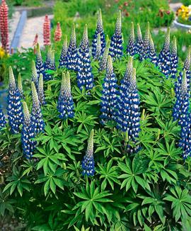 Lupiner 'The Governor'