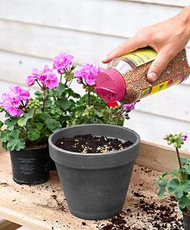 Näringskorn för blommande växter