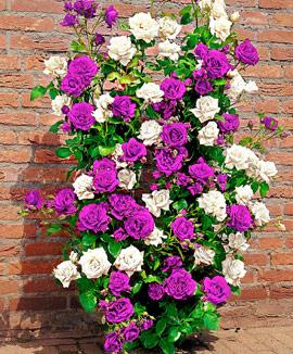 Klätterros duo 'Mystery Wonder'