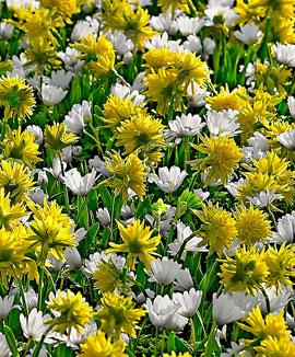 Narcisser 'Rip van Winkle' och Anemone blanda 'White Splendour'