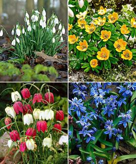 Paket med blomsterlökar för förvildning