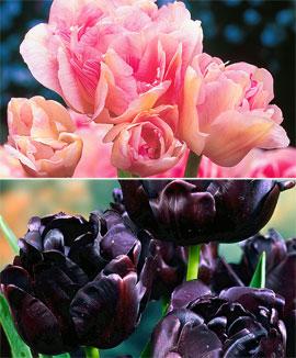 Kollektion med tulpaner