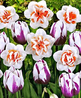 Narcisser 'Replete' + Tulpaner 'Rems Favourite'