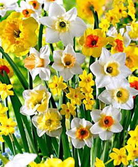Doftande narcisser Mix