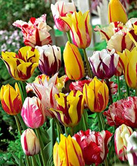 Rembrandt tulpaner Mix